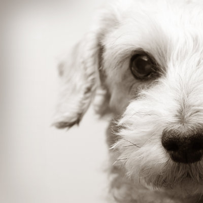 Portrait Of A Dog - Wrapped Canvas Print