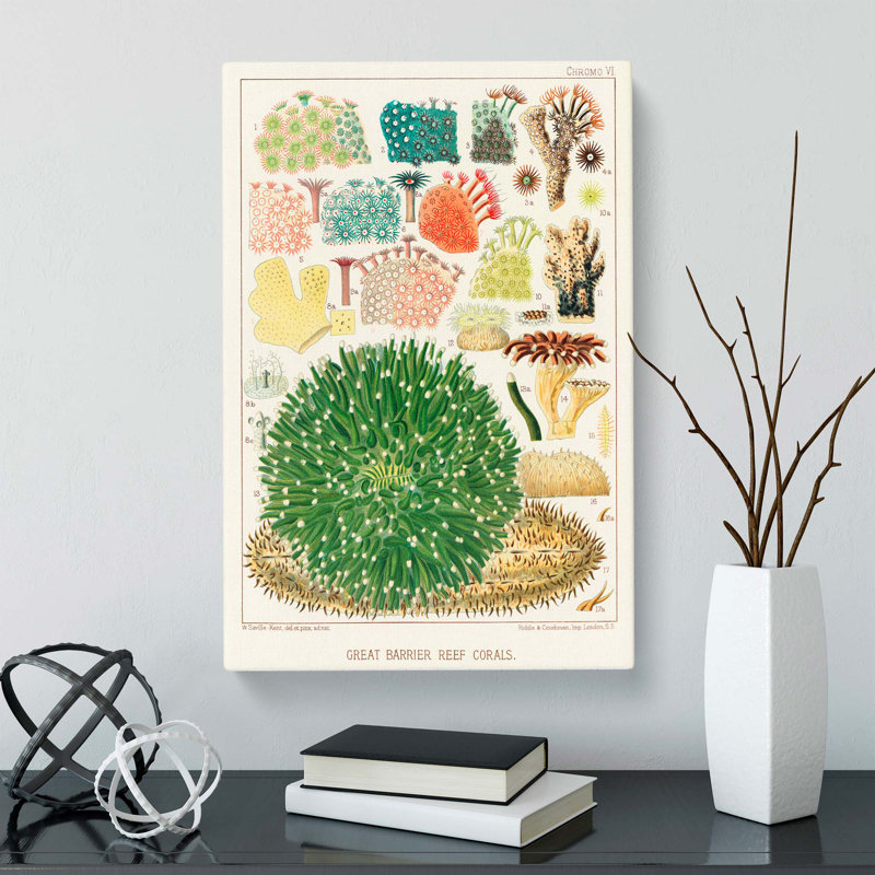 Great Barrier Reef Corals by W. Saville-Kent - Wrapped Canvas, 60cm H x 40cm W x 3cm D