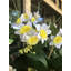 Arrangement floral en vase jonquille