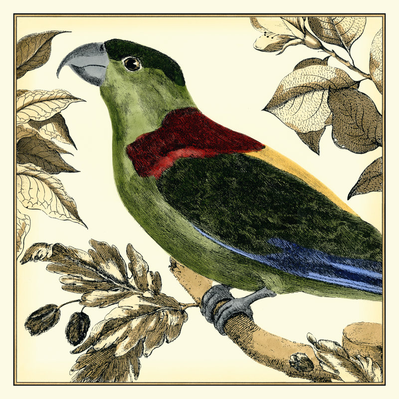 Tropical Parrot IV by Martinet - Wrapped Canvas Painting, 51cm H x 51cm W
