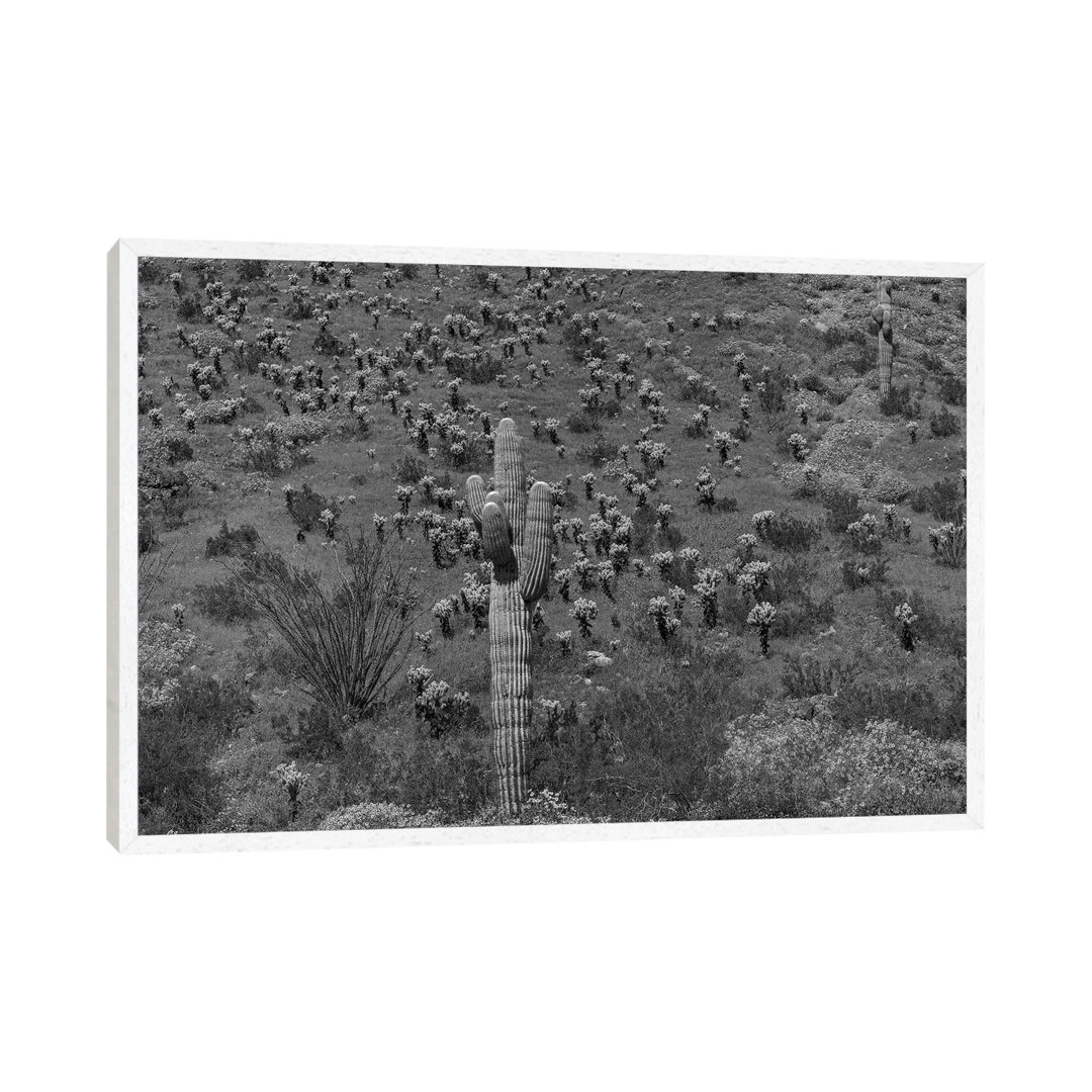 Saguaro And Opuntia Cacti, Harquahala Mountains, Arizona von Tim Fitzharris - Gallery-Wrapped Canvas Giclée