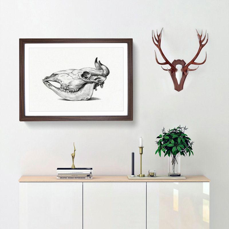 Skull of a Cow by Jean Bernard - Picture Frame Drawing Print, Walnut Framed, 27cm H x 36cm W x 2cm D