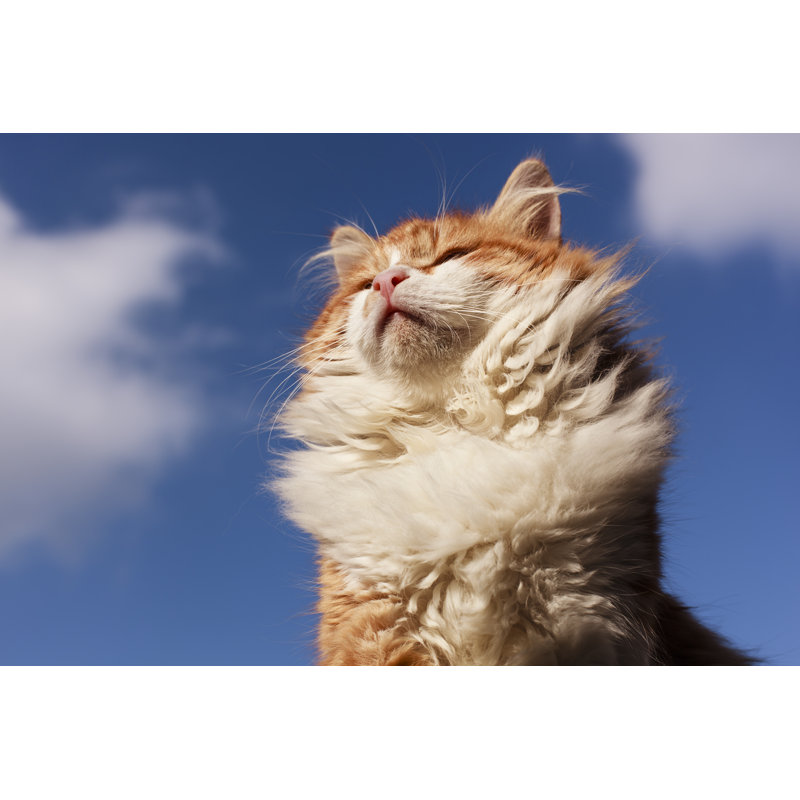 Cat - Wrapped Canvas Print, 30cm H x 46cm W x 3.8cm D