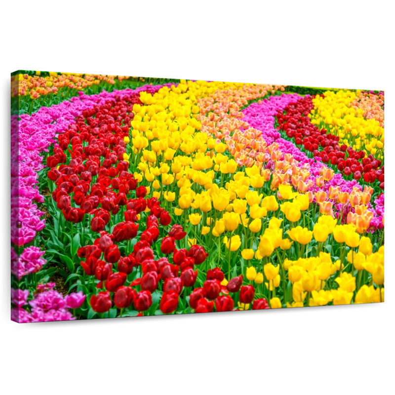 Jardin de tulipes Harnek Spring