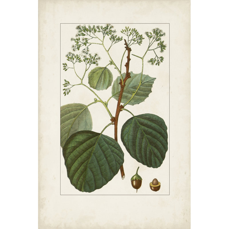 Antique Turpin Botanical IV by Turpin - Print on Canvas, Wrapped Canvas, 30 cm H x 20 cm W