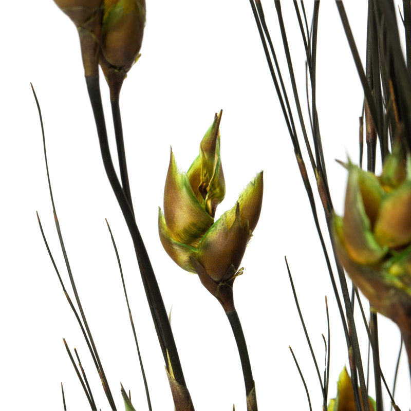 Basil Bell Grass 36-40" Bundle with Seed Pods - Traditional to Contemporary