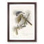 Crested Titmouse Birds by John James Audubon - Framed Print-55490460-55490461