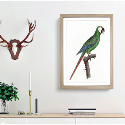 A Blue-Winged Macaw Parrot by F. Levaillant - Framed Print