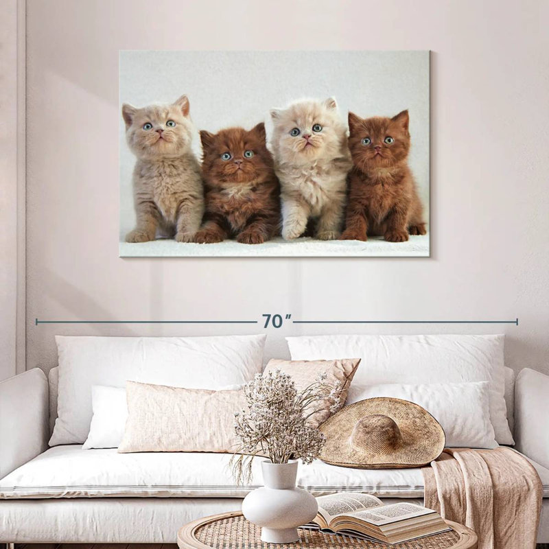 Chats British Shorthair, H 30 po x l 45 po