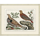 Martinet's Pheasants 2 Print