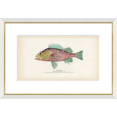 Animals Print