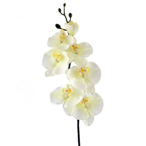 Orchid Arrangement