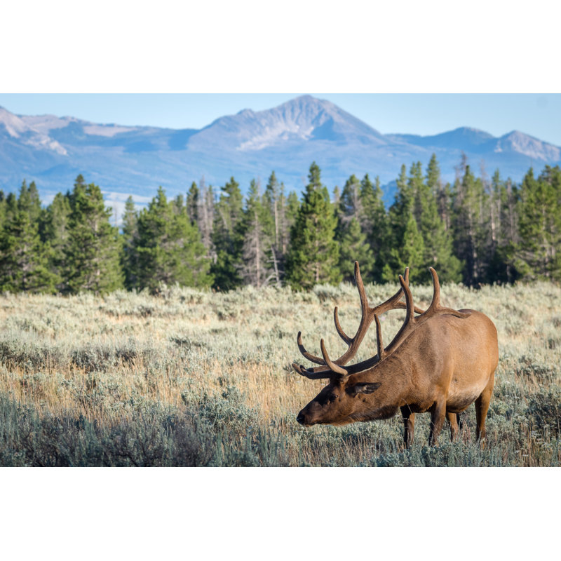 Burgaw Bull Moose Grazing - Wrapped Canvas Print, 51cm H x 76cm W x 3.8cm D