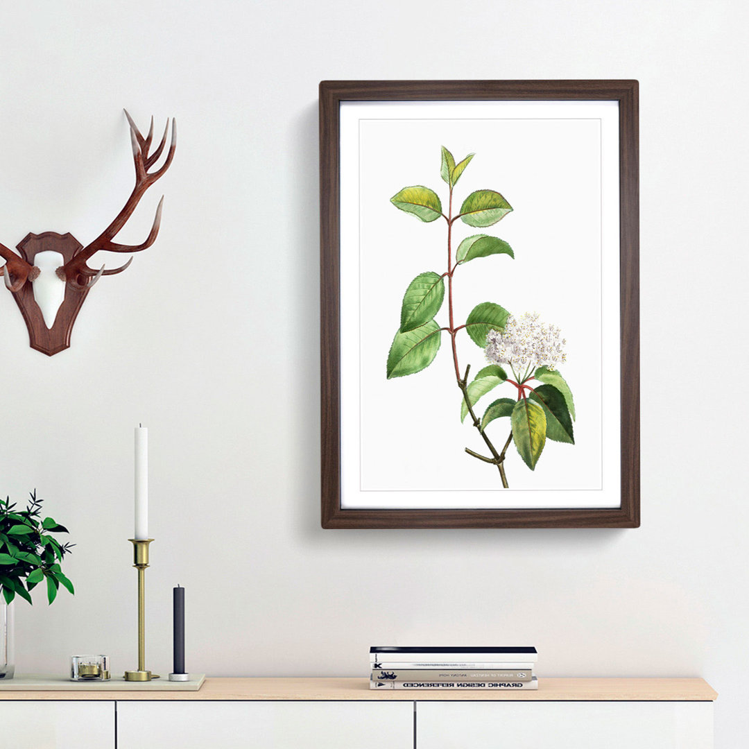 Blackhaw Tree Flowers by Pierre-Joseph Redoute - Picture Frame Art Print