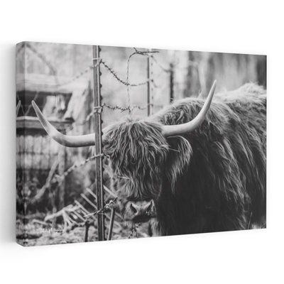 Highland and Fence, portrait de vache contemporain abstrait, paysage