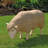 Merino Ewe Life Size Sheep Statue