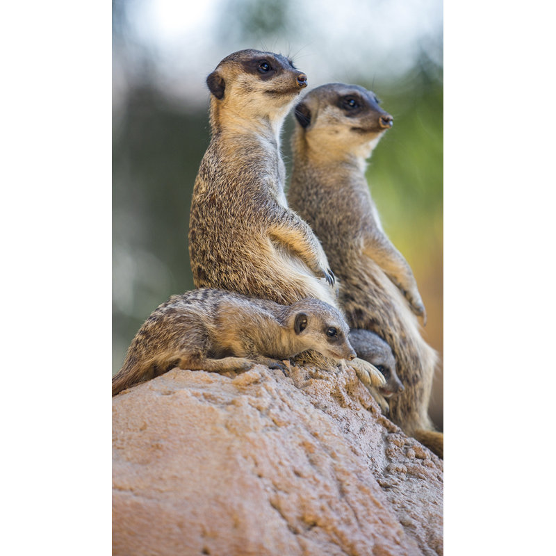 Wildlife 017 - No Frame Rectangle Print Photographic Print on Metal, 118cm H x 70cm W x 10cm D