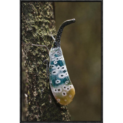 " Lantern Bug "