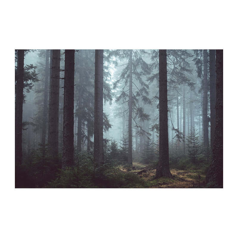 Jeanelle Misty Forest Wallpaper, 416 x 254cm