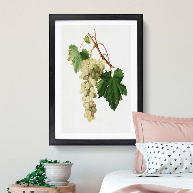 Muscat Grapes by Giorgio Gallesio - Picture Frame Painting Print, Black Framed, 36cm H x 27cm W x 2cm D