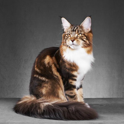 Maine Coon Cat - Wrapped Canvas Print