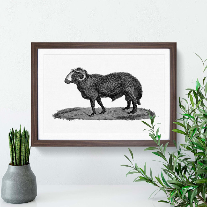 Sheep Illustration - Picture Frame Drawing Print, 48cm H x 65cm W x 2cm D, Walnut Framed