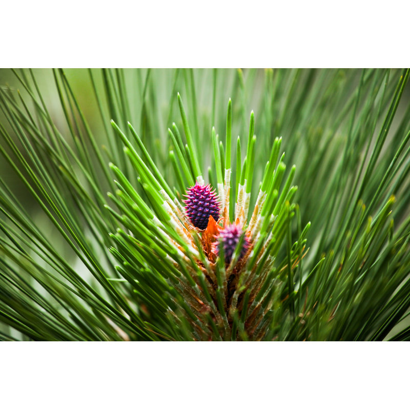 Cone Of A Ponderosa - Wrapped Canvas Print, 30cm H x 46cm W x 3.8cm D