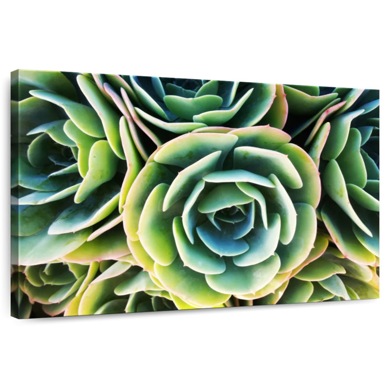 Rose succulente Harnek, H 24 po x l 36 po