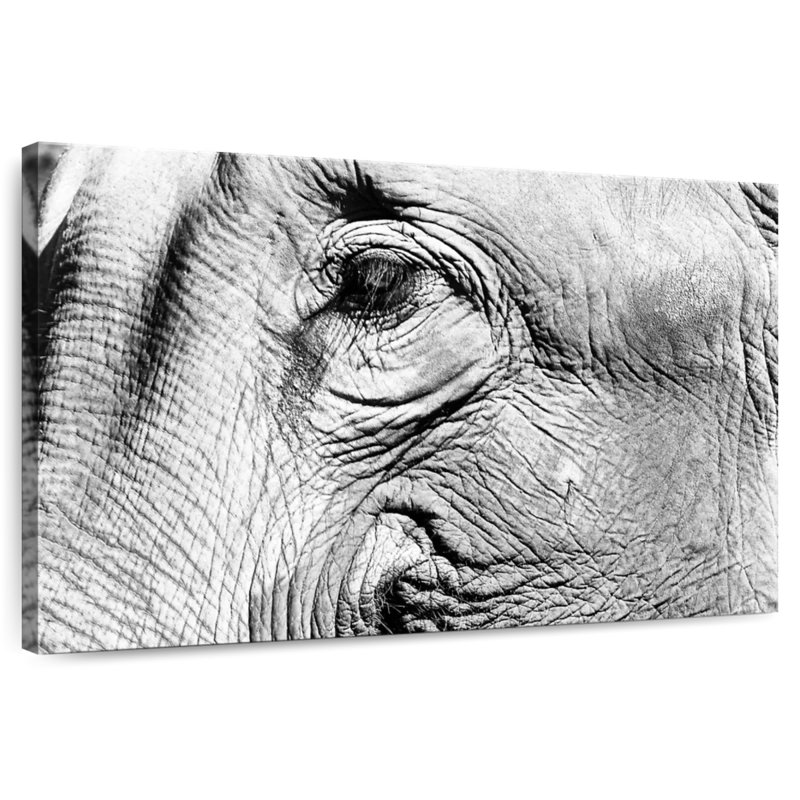 Gros plan sur l'éléphant Brampt, H 26 po x l 39 po