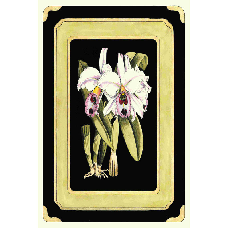 " Orchids On Black II " by J. N. Fitch, 18" H x 12" W