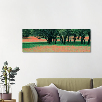 Indian Paintbrushes And Scattered Oaks, Texas Hill Co, Texas, USA - Wrapped Canvas Panoramic Print