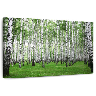 Alvord Birch Grove