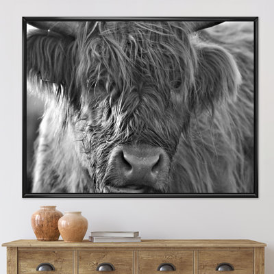 " Scottish Highland Cows Living on Moorland " Black and White Photography Print