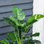 100cm Faux Foliage Plant in Pot