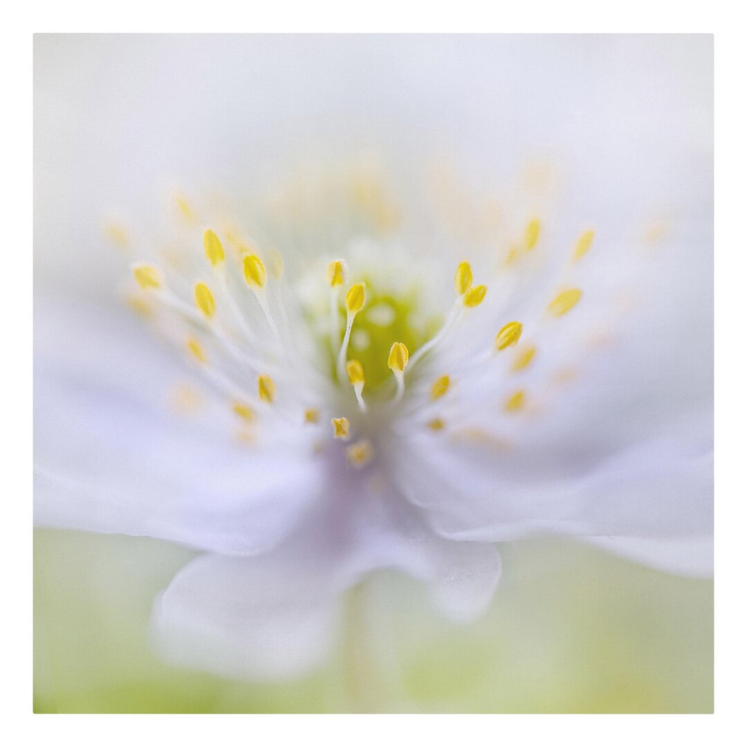 Leinwandbild Anemonen Schönheit