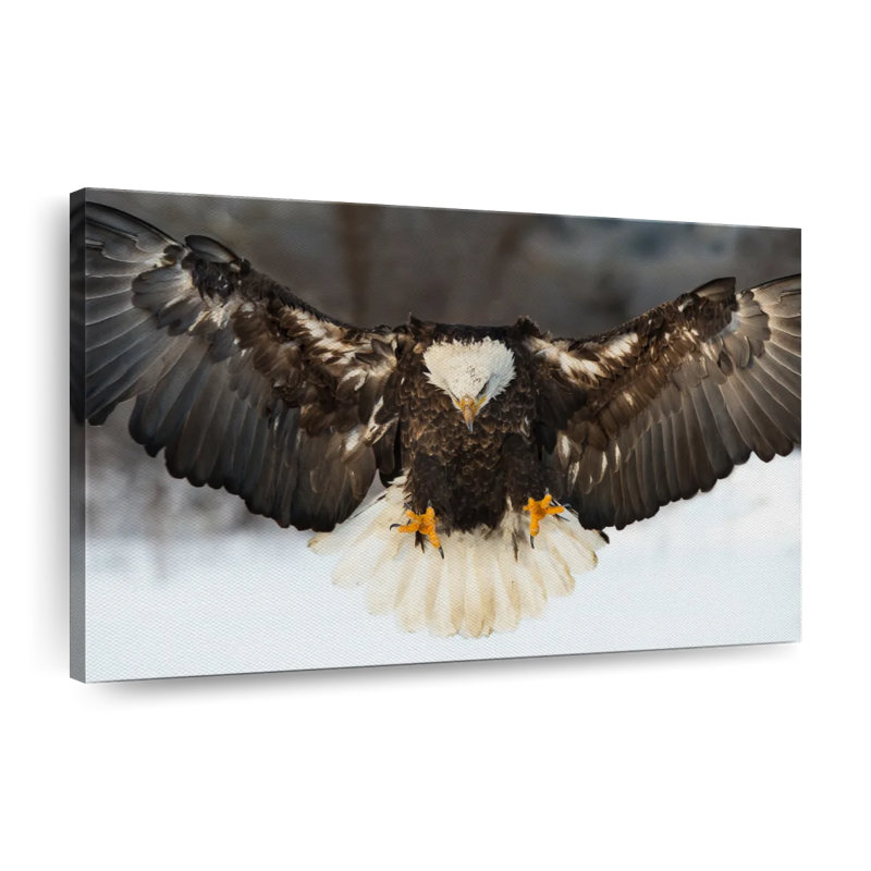 " Bald Eagle Landing Canvas Print ", 24" H x 36" W x 1.25" D