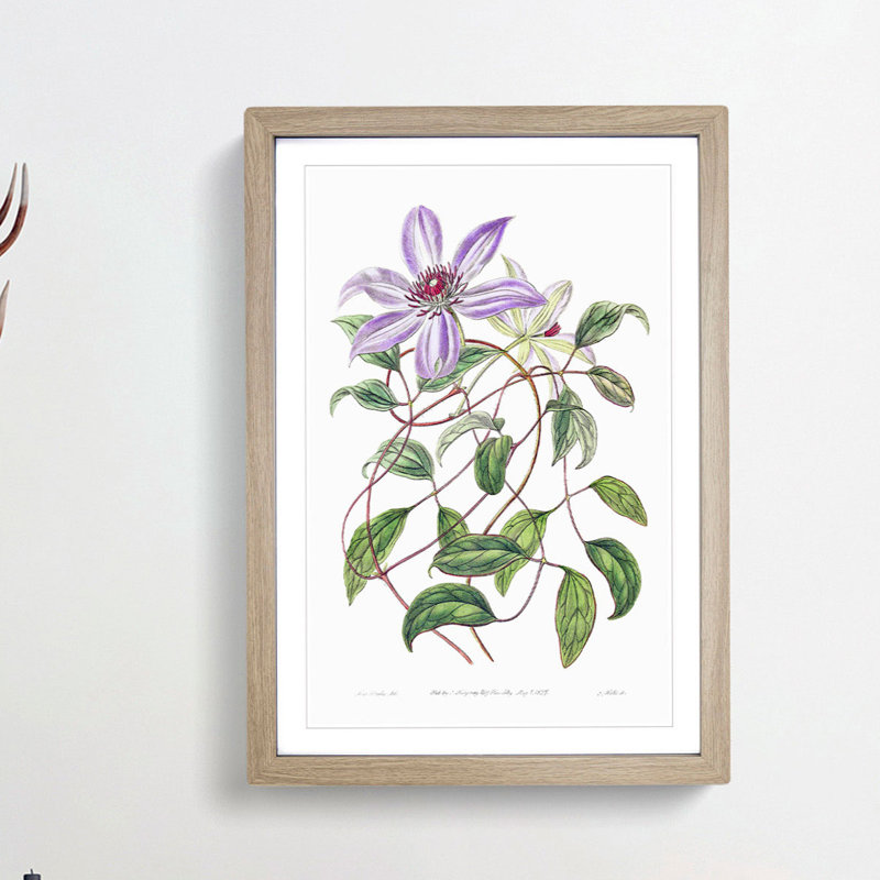 Violet Clematis Flowers - Picture Frame Painting Print, Oak Framed, 65cm H x 48cm W x 2cm D