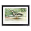 A Mallard Duck by J.L. Ridgway - Framed Print-55453492-55453493