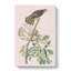 Pigeon Hawks by John Audubon - Wrapped Canvas-55324864