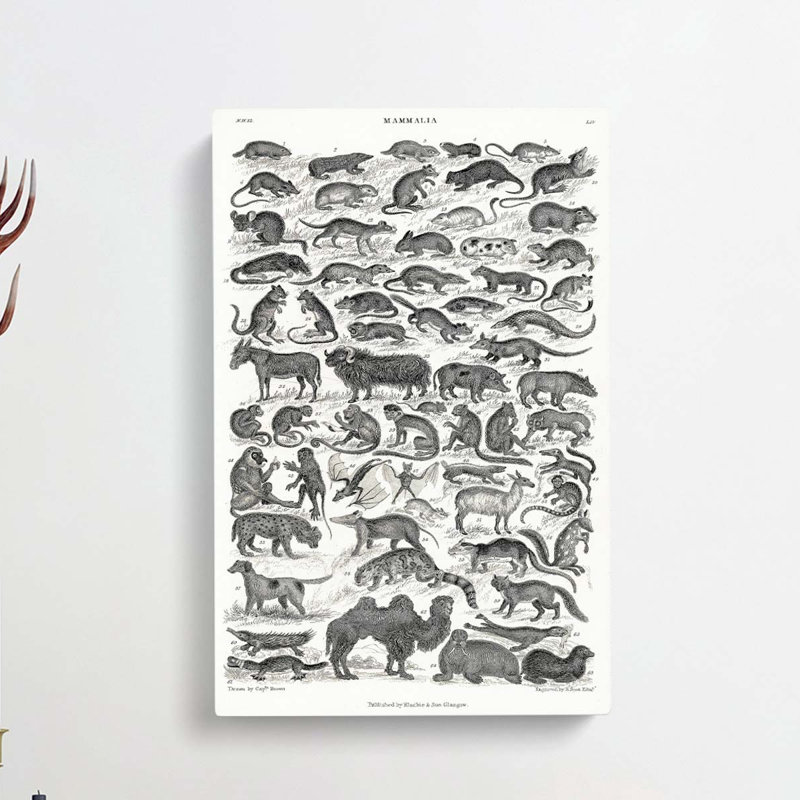 Study Of Mammals LIV by Oliver Goldsmith - Wrapped Canvas, 60cm H x 40cm W x 3cm D