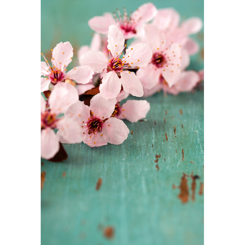 Pink Blossoms - Wrapped Canvas Print, 46cm H x 30cm W
