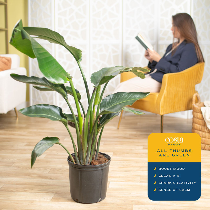 Costa Farms Indoor White Bird of Paradise House Plant in 10-inch Nursery Pot