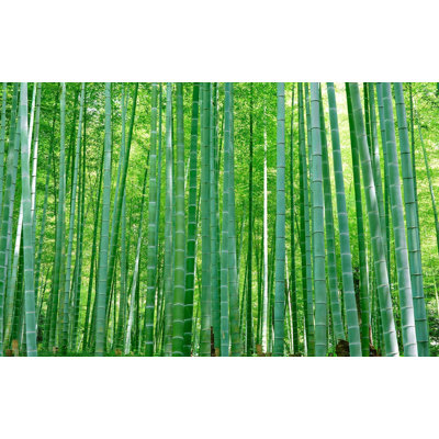 Murale pelez et collez de qualité supérieure - Forêt de bambous