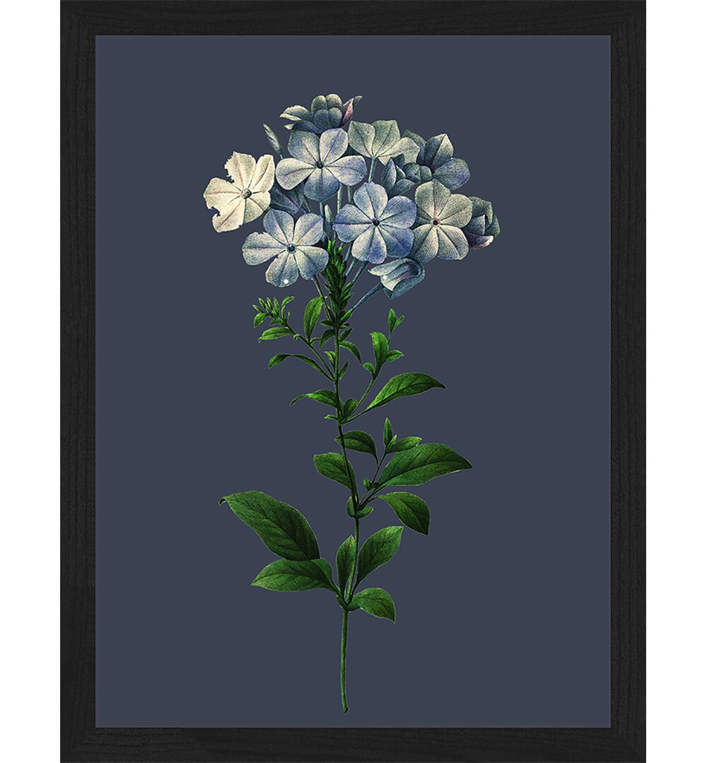 Gerahmtes Poster Plumbago Caerulea