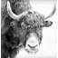 «Buffalo Vers l'avant» par Marmont Hill-33702591-33702597
