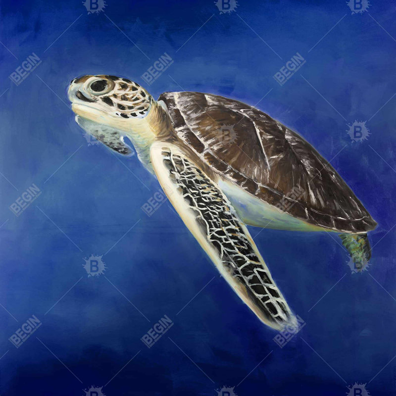 " Beautiful Sea Turtle "