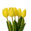 Vickerman 16"H Plum Tulip Bundle of 5.-1404122198