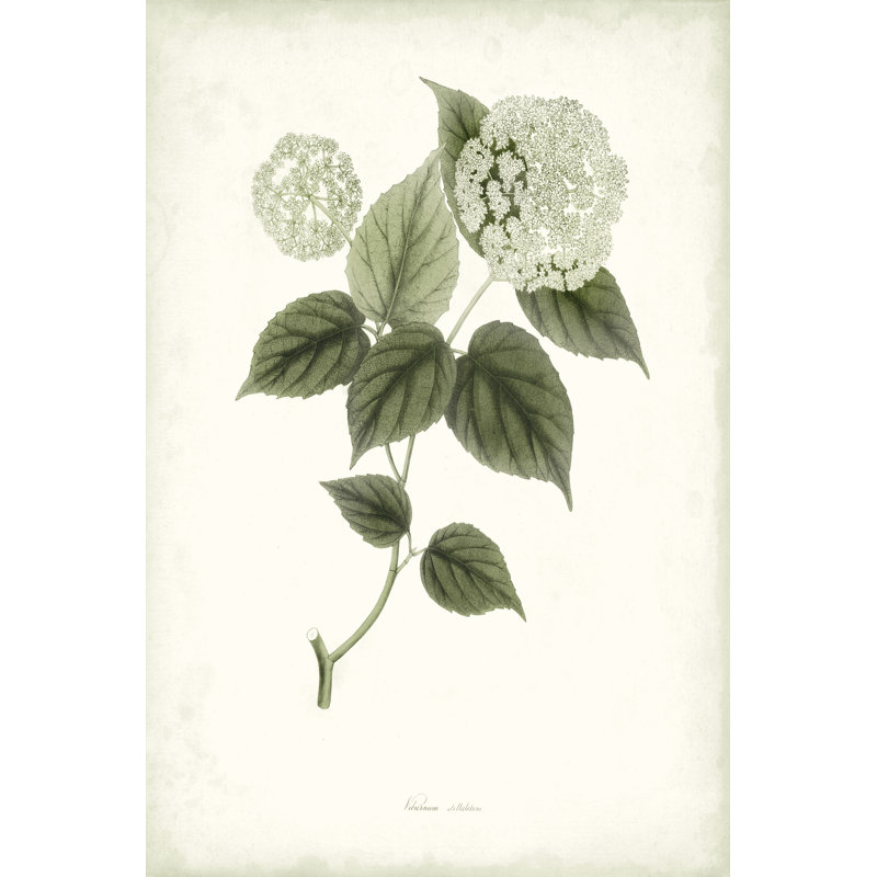 Sage Botanical I by Vision Studio - Wrapped Canvas Painting, 30cm H x 20cm W