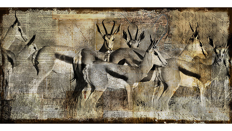 Springbok Print by Austin Beiv, 24" H x 48" W x 1.5" D, Glass Coat