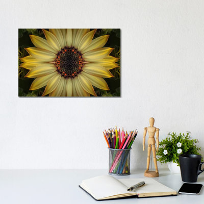 Cape Daisy Sun Star by Alyson Fennell - Wrapped Canvas Gallery-Wrapped Canvas Giclée